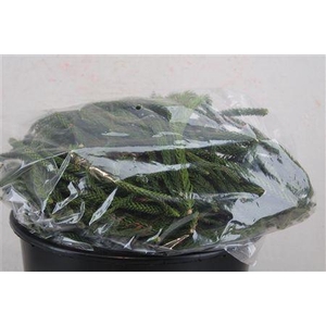 ARAUCARIA NATUREL P BAG