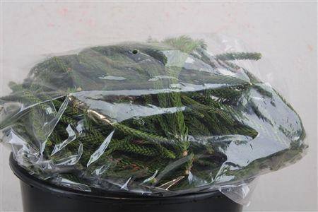<h4>ARAUCARIA NATUREL P BAG</h4>