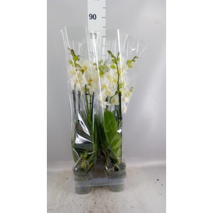 Phalaenopsis 'Ant Nottingham'