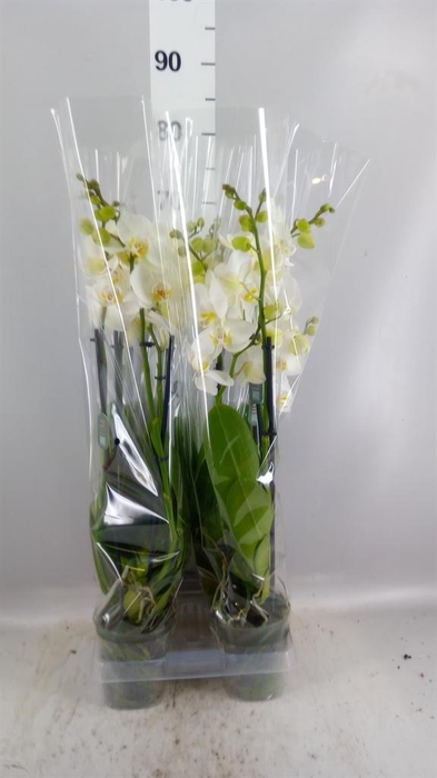 <h4>Phalaenopsis  'Ant Nottingham'</h4>