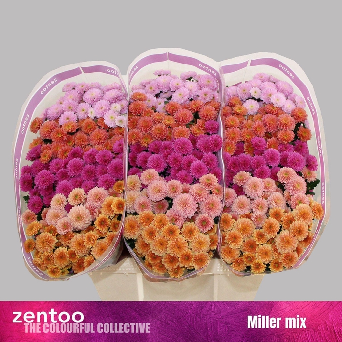 <h4>CHRYSANTHEMUM SA  MILLER MIX</h4>