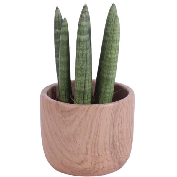 <h4>Sansevieria Cylindrica Straight 7 Leaf in Ø11cm Ceramic NT565</h4>