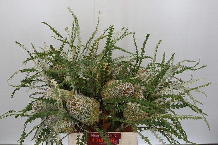 <h4>Banksia Speciosa</h4>