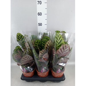 Calathea makoyana