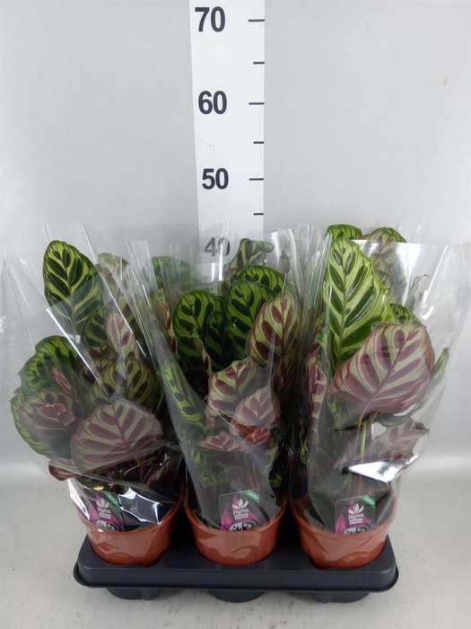<h4>Calathea makoyana</h4>