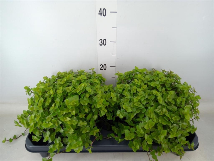 <h4>Callisia repens</h4>