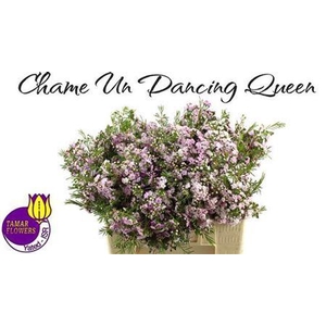 Chame Un Danc Queen