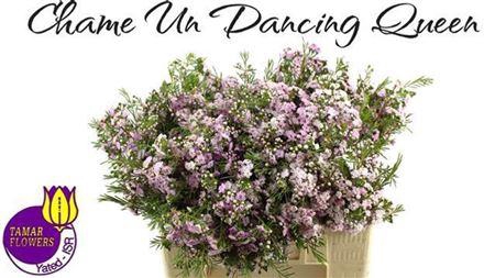 <h4>Chame Un Danc Queen</h4>