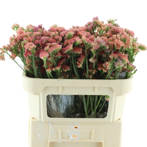 Limonium St Orange X50