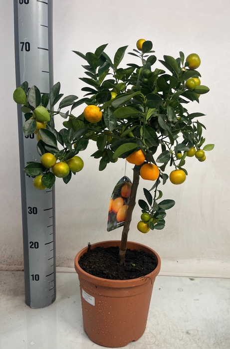 <h4>CITR MICROCARPA</h4>