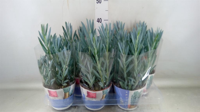 <h4>Curio ficoides 'Mount everest'</h4>