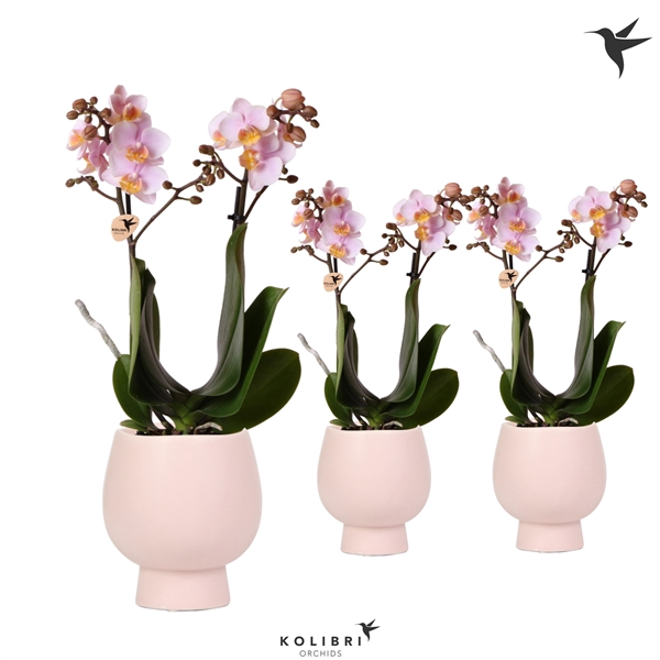 <h4>Kolibri Orchids Phalaenopsis pink 2 spike in Scandic pot nude</h4>