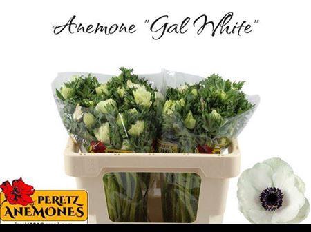 <h4>Anem Marianne Panda White</h4>