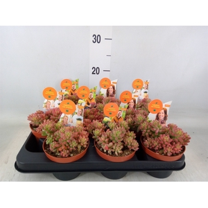 Sedum rubrotinctum 'Aurora'