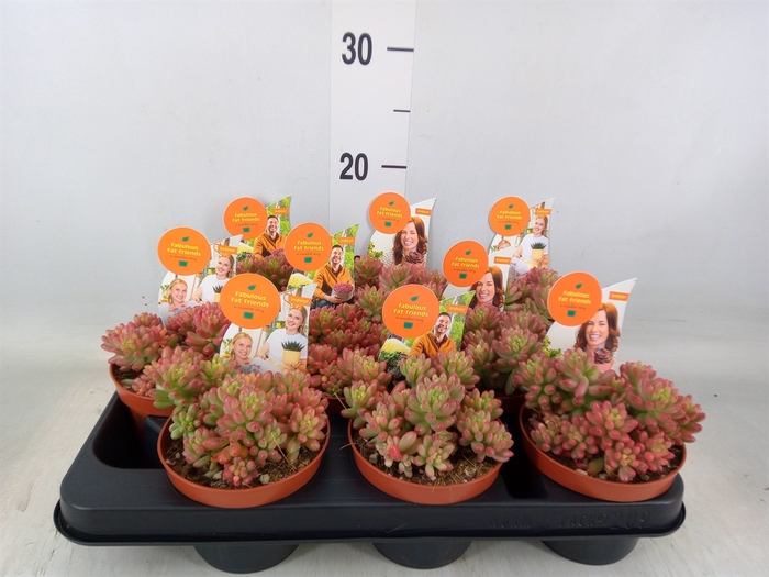 <h4>Sedum rubrotinctum 'Aurora'</h4>
