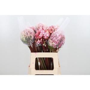 Agapanthus Kl Bh Erica