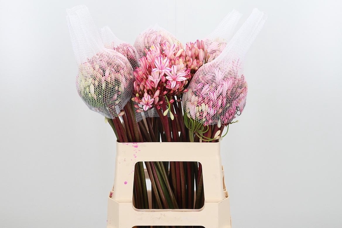 <h4>Agapanthus Kl Bh Erica</h4>