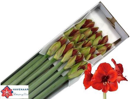 <h4>Hipp Ga Ferrari</h4>