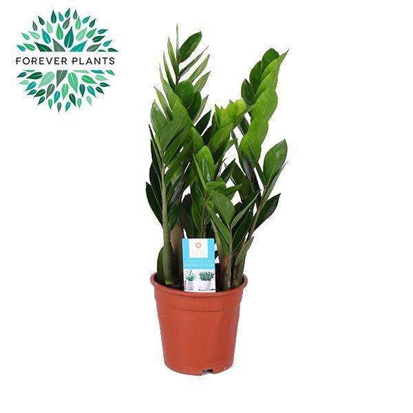 <h4>Zamioculcas zamiifolia</h4>
