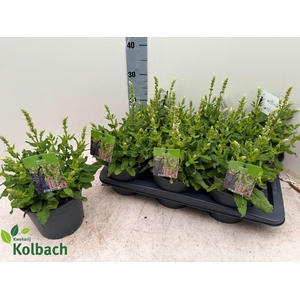 SALVIA NE SENS WHITE