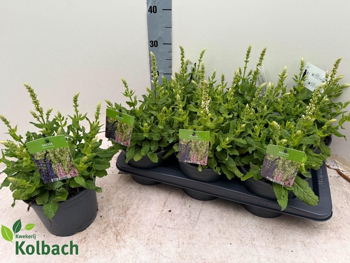 <h4>SALVIA NE SENS WHITE</h4>