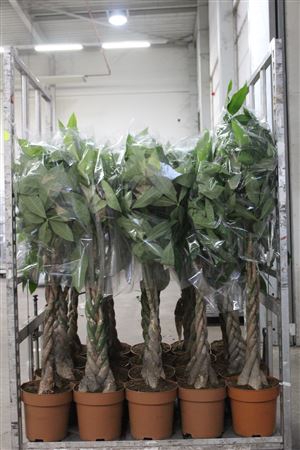 <h4>Pachira Aquatica 5pp</h4>