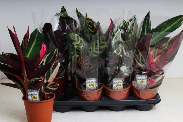 <h4>CALAT GEM 3 SRT</h4>