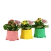 Kalanchoe blossfeldiana gevuld Rosalina Don Collection