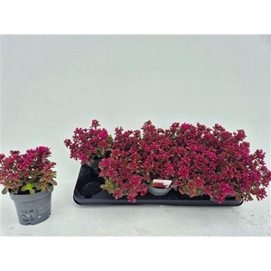Sedum Spu Spot D Ros