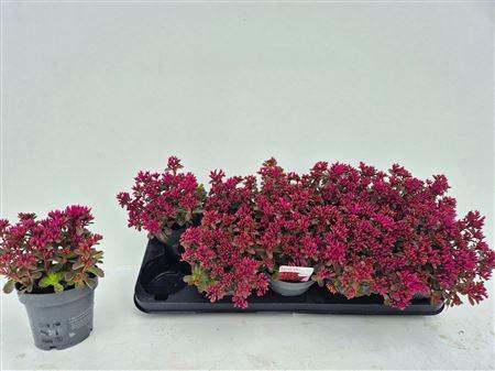 <h4>Sedum Spu Spot D Ros</h4>