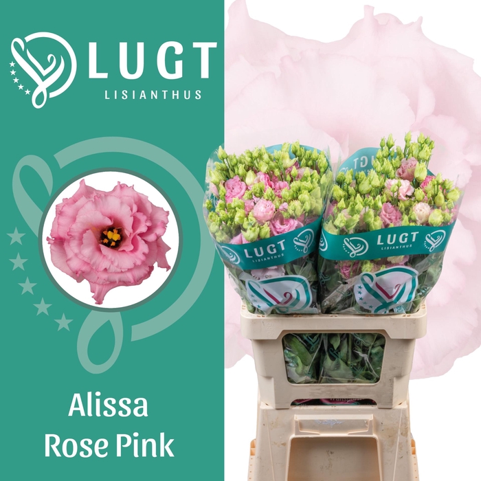 <h4>Lisianthus Alissa Rose Pink</h4>