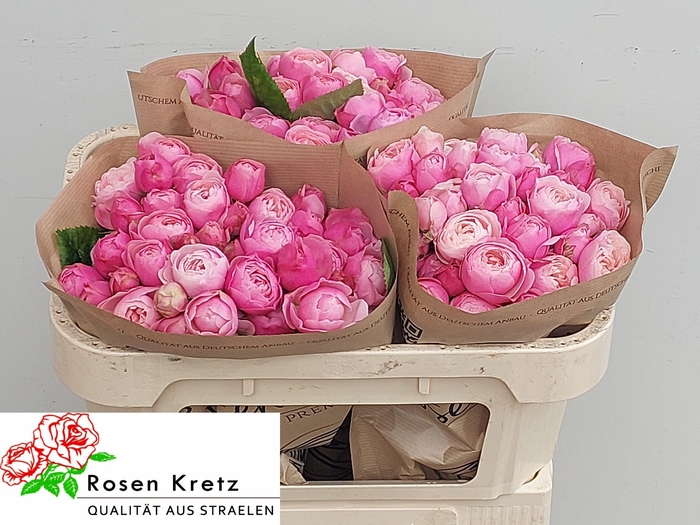 <h4>R TR SILVA PINK+</h4>