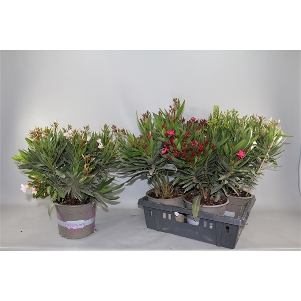 <h4>Oleander enkelbloemig mix 21cm Struik</h4>