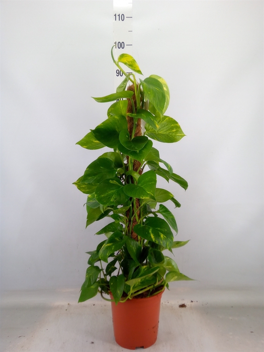 <h4>Epipremnum pinn.   ...moss stick</h4>