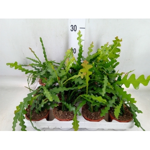 Epiphyllum anguliger
