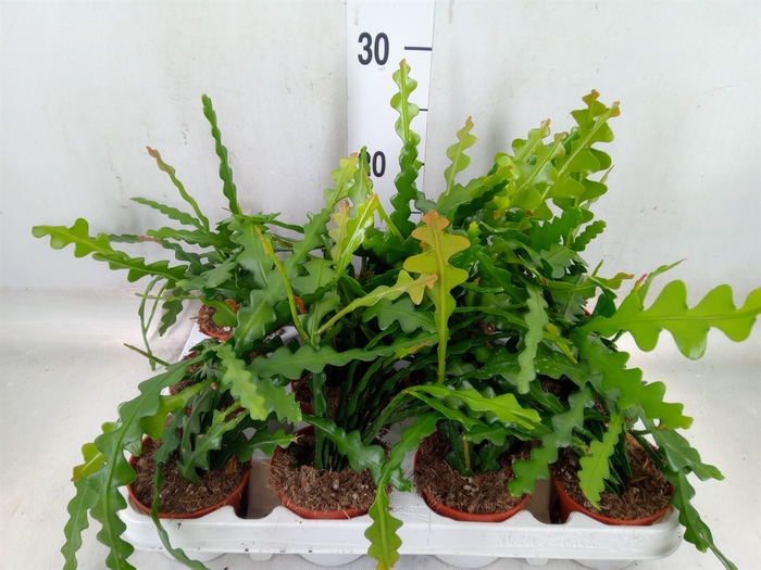 <h4>Epiphyllum anguliger</h4>