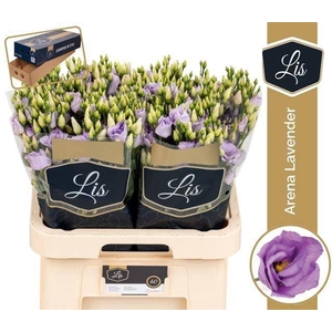 Eust Dub Arena Lavender