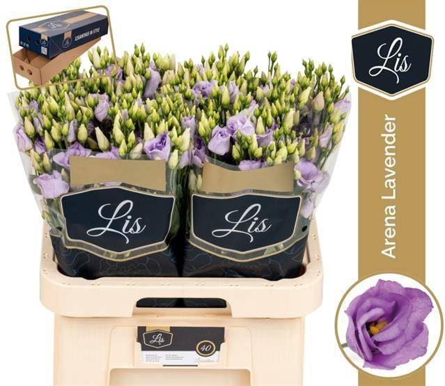 <h4>Eust Dub Arena Lavender</h4>