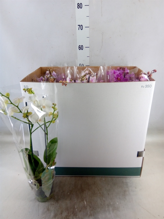 <h4>Phalaenopsis multi.   ...mix  8</h4>