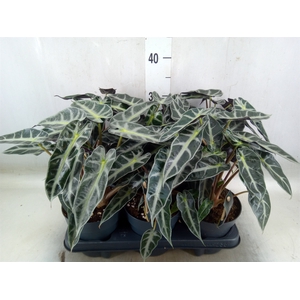 Alocasia  'Bambino Arrow'
