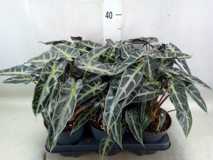 <h4>Alocasia  'Bambino Arrow'</h4>