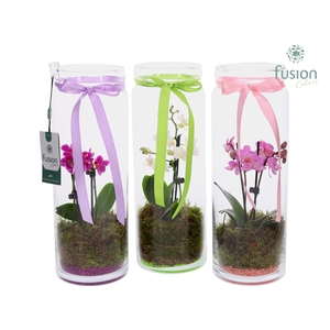 Glazen vaas met Phalaenopsis