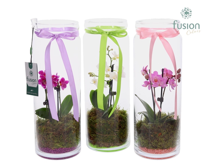 <h4>Glazen vaas met Phalaenopsis</h4>