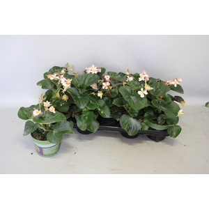 Begonia braveheart Berose