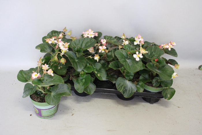 <h4>Begonia braveheart Berose</h4>