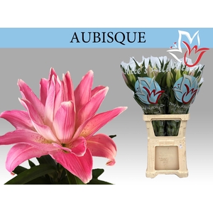 LI OR DU AUBISQUE