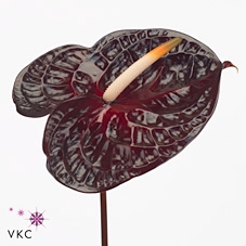 <h4>Anth A Morano</h4>