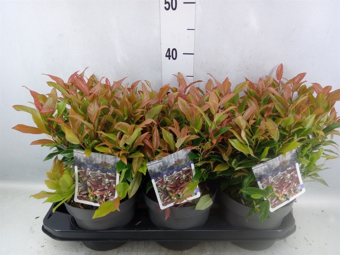 Leucothoe axillaris 'Zeblid'