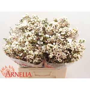 Chamelaucium Rhiannon