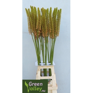 EREMURUS ORANGE PRIN